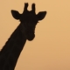girafe coaching blog